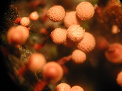 Cribraria intricata