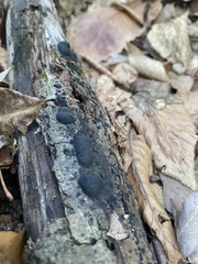 Hypoxylon fragiforme