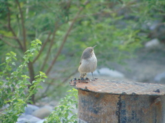 Salpinctes obsoletus