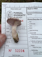 Lactarius uvidus