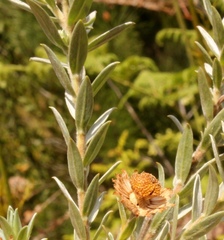 Schistostephium umbellatum