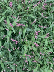 Persicaria longiseta