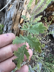 Phacelia ramosissima