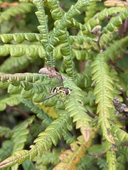 Epistrophella emarginata