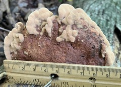 Hapalopilus rutilans