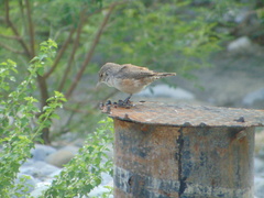 Salpinctes obsoletus