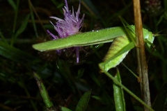 Phaneroptera falcata