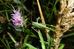 Phaneroptera falcata