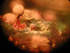 Cribraria intricata