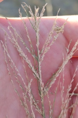 Diplachne fusca