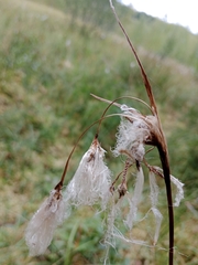 Eriophorum angustifolium