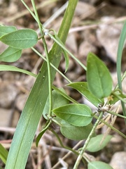 Metastelma barbigerum