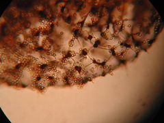 Cribraria intricata