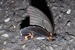 Papilio memnon thunbergii