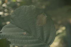 Pterygota