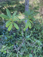 Rhododendron macrophyllum