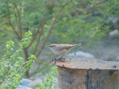 Salpinctes obsoletus