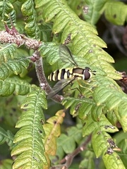 Epistrophella emarginata