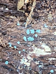 Chlorociboria aeruginascens