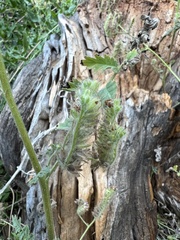 Phacelia ramosissima