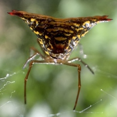 Micrathena lucasi