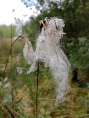 Eriophorum angustifolium