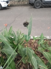 Gasteracantha cancriformis