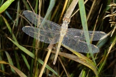 Sympetrum vulgatum