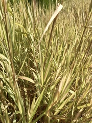 Bromus inermis