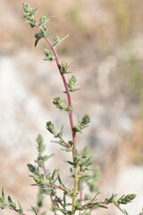 Bassia scoparia
