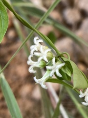 Metastelma barbigerum