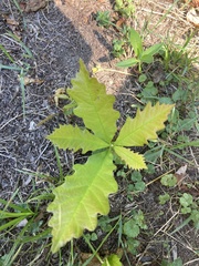 Quercus bicolor