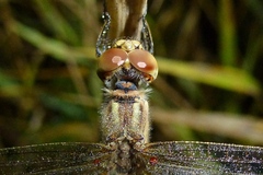 Sympetrum vulgatum