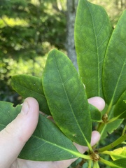 Rhododendron macrophyllum