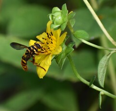 Milesia virginiensis