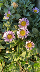 Erigeron glaucus