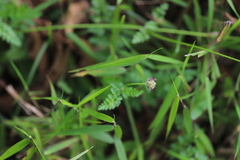 Daucus