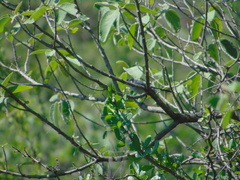 Polioptila melanura