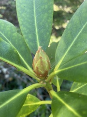 Rhododendron macrophyllum
