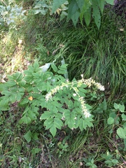 Actaea cimicifuga