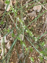 Metastelma barbigerum