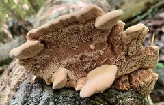 Hapalopilus rutilans