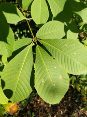 Aesculus