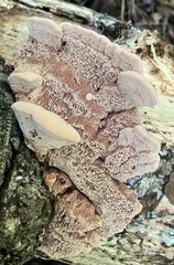 Hapalopilus rutilans