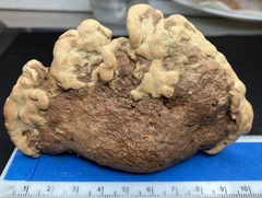 Hapalopilus rutilans