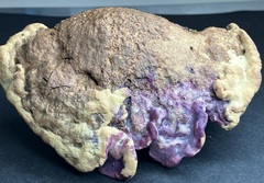 Hapalopilus rutilans