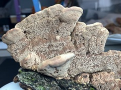 Hapalopilus rutilans