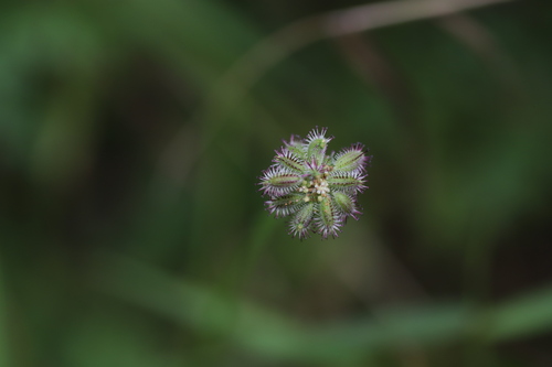 Daucus incognitus, 2022-08-13