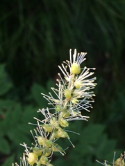 Actaea cimicifuga