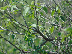 Polioptila melanura